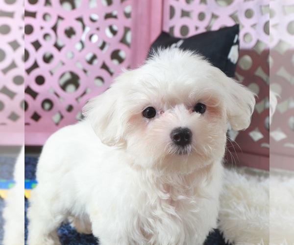Medium Photo #2 Maltese Puppy For Sale in MOUNT VERNON, OH, USA