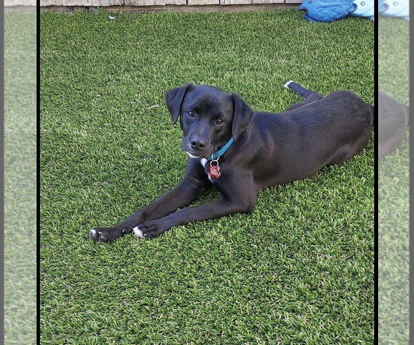Medium Photo #3 Labrador Retriever-Unknown Mix Puppy For Sale in San Diego, CA, USA