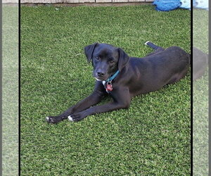 Nick Wilde - Male Labrador Retriever-Unknown Mix Dog for Adoption - Photo #3