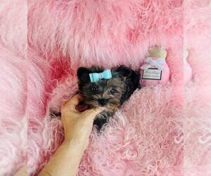 Yorkshire Terrier Puppy for sale in SAINT PETERSBURG, FL, USA