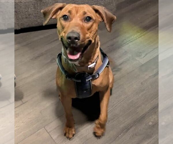 Medium Photo #1 Labrador Retriever-Unknown Mix Puppy For Sale in Spring Lake, NC, USA