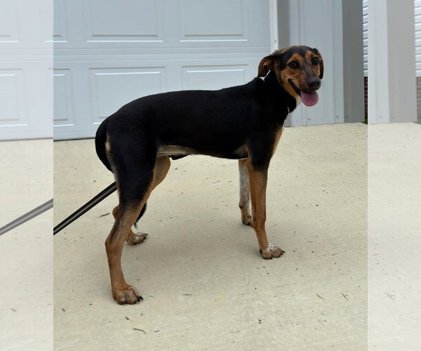 Medium Photo #2 Beagle-Unknown Mix Puppy For Sale in Attalka, AL, USA