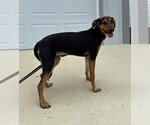 Small #1 Beagle Mix