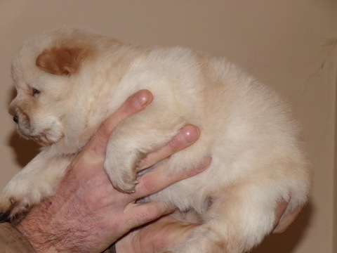 Medium Photo #2 Chow Chow Puppy For Sale in BOON, MI, USA