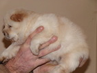 Small Photo #2 Chow Chow Puppy For Sale in BOON, MI, USA