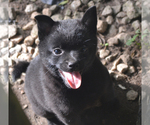 Small Photo #1 Schipperke Puppy For Sale in SEYMOUR, MO, USA