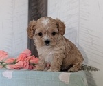 Small Photo #28 Cockapoo (Toy) Puppy For Sale in GOSHEN, IN, USA
