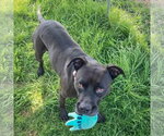 Small #2 American Bulldog-American Staffordshire Terrier Mix