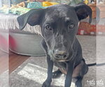 Small #5 Labrador Retriever Mix