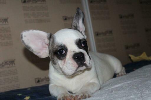 Medium Photo #4 French Bulldog Puppy For Sale in KLEIN, TX, USA