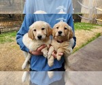 Small Photo #6 Golden Retriever Puppy For Sale in ROUND ROCK, TX, USA