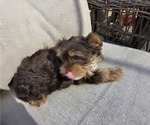 Small #3 Yorkshire Terrier