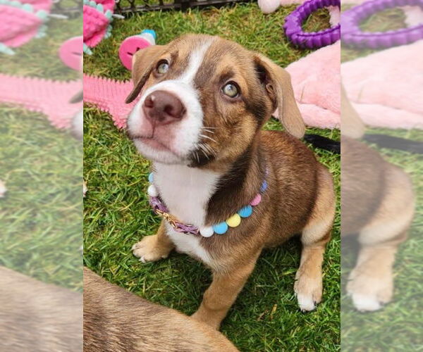 Medium Photo #2 Mutt Puppy For Sale in Minneapolis, MN, USA