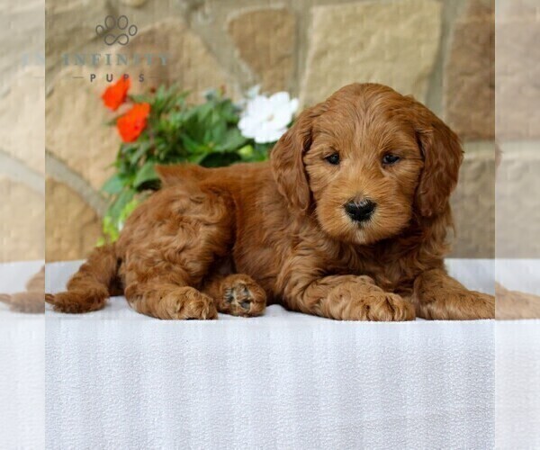 Medium Photo #3 Goldendoodle (Miniature) Puppy For Sale in EAST EARL, PA, USA