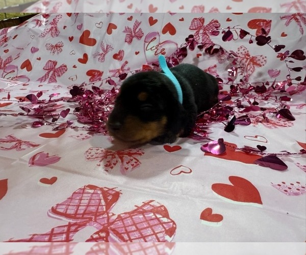 Medium Photo #3 Dachshund Puppy For Sale in BOLIVAR, MO, USA