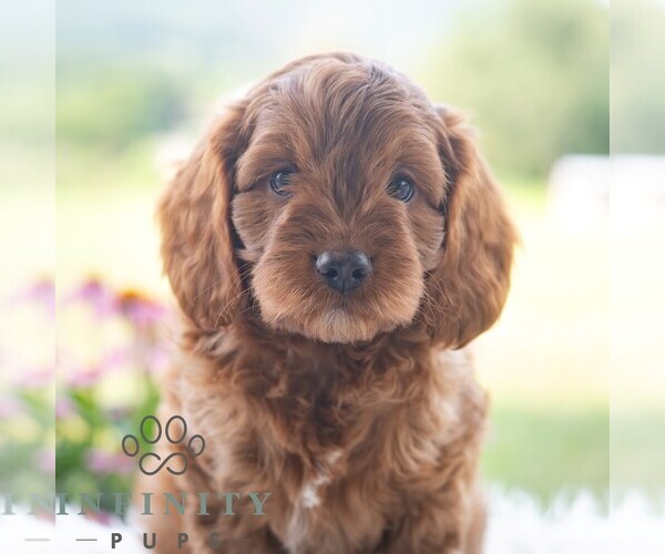 Medium Photo #1 Cavapoo (Miniature) Puppy For Sale in PAXINOS, PA, USA