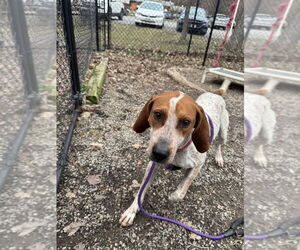 Mutt Dogs for adoption in Elmsford, NY, USA