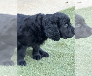 Goldador Doodle Puppy for sale in INDIO, CA, USA