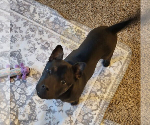 Medium Photo #3 Bulldog-Unknown Mix Puppy For Sale in New London, WI, USA