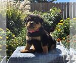 Nellie - Female Rottweiler Puppy for Sale - Photo #3