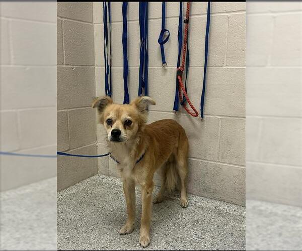 Medium Photo #1 Chihuahua-Unknown Mix Puppy For Sale in Conroe, TX, USA