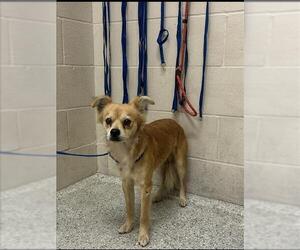 Chihuahua-Unknown Mix Dogs for adoption in Conroe, TX, USA