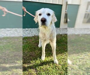 Great Pyrenees Dogs for adoption in Naples, FL, USA