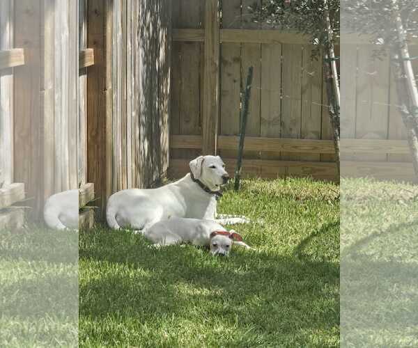Medium Photo #3 Boxer Puppy For Sale in  Katy, TX, USA
