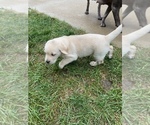 Small Photo #3 Labrador Retriever Puppy For Sale in COON RAPIDS, IA, USA