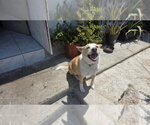 Huski - Male Mutt Dog for Adoption - Small photo