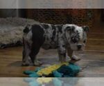 Small Photo #3 English Bulldog Puppy For Sale in MARSHFIELD, MO, USA