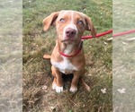 Small #1 Vizsla Mix