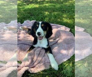 Border Collie-Redbone Coonhound Mix Puppy for sale in HILLSBORO, WI, USA