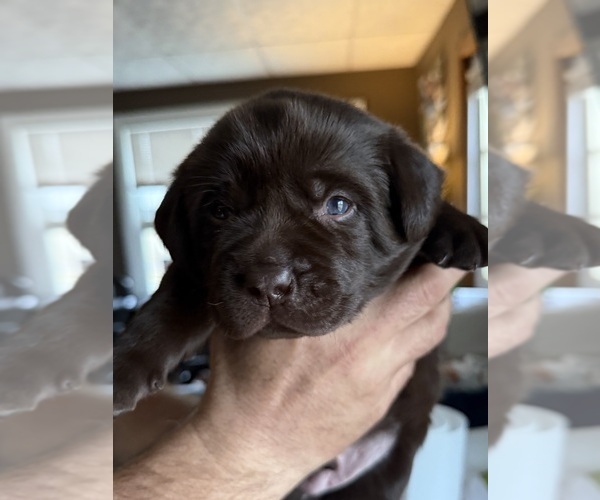Medium Photo #7 Labrador Retriever Puppy For Sale in MILFORD, IL, USA