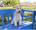 Small #3 Schnauzer (Miniature)