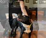 Small #3 American Pit Bull Terrier-Labrador Retriever Mix