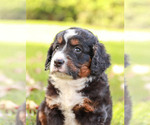 Puppy 1 Bernedoodle