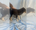 Small Photo #8 Pomsky-Shiba Inu Mix Puppy For Sale in NASHUA, NH, USA