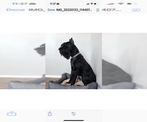 Schnauzer (Giant) Puppy for sale in PROSPER, TX, USA