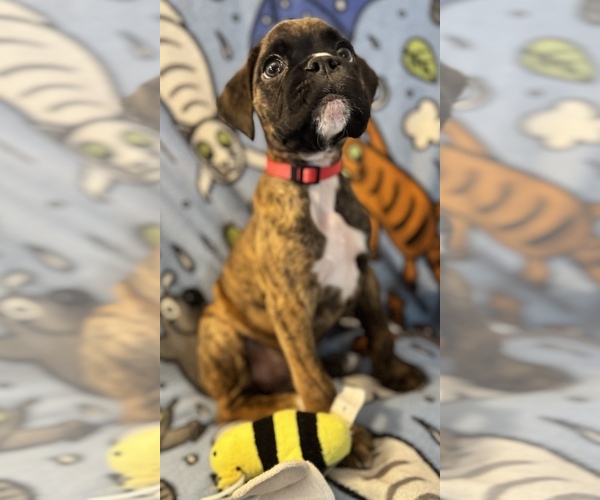 Medium Photo #6 Boxer Puppy For Sale in LANSING, MI, USA