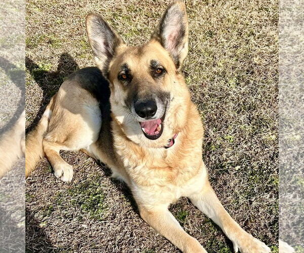 Medium Photo #1 German Shepherd Dog Puppy For Sale in Spring Lake, NC, USA
