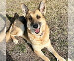 Small German Shepherd Dog