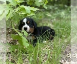Small #4 Bernese Mountain Dog