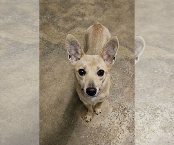 Medium Photo #1 Chiweenie Puppy For Sale in Agoura Hills, CA, USA