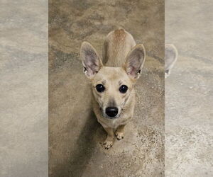 Chiweenie Dogs for adoption in Agoura Hills, CA, USA