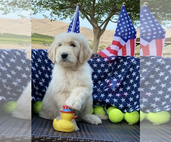 Medium Photo #1 Goldendoodle Puppy For Sale in PORTERVILLE, CA, USA