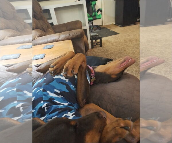 Medium Photo #2 Doberman Pinscher Puppy For Sale in Minneaoplis, MN, USA