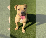 Gumdrop - Male Mutt Dog for Adoption - Small photo