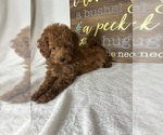 Small #2 Goldendoodle (Miniature)