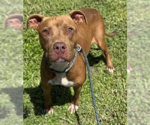 Medium American Staffordshire Terrier